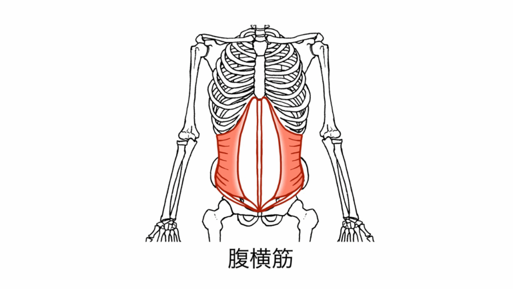 腹横筋