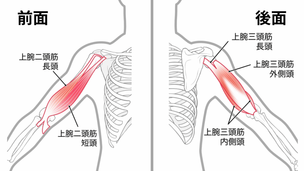上腕二頭筋と上腕三頭筋