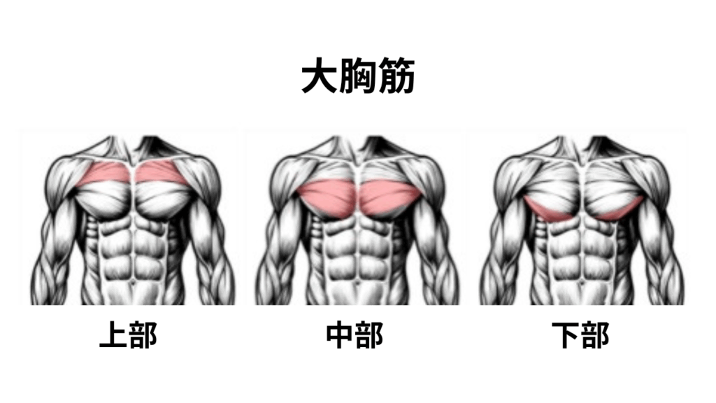 大胸筋