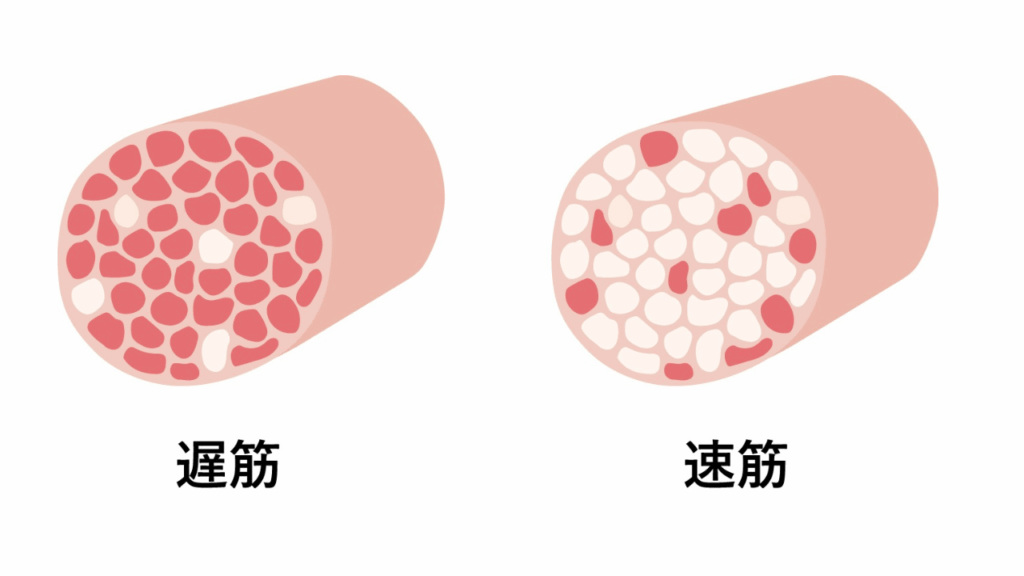 遅筋と速筋