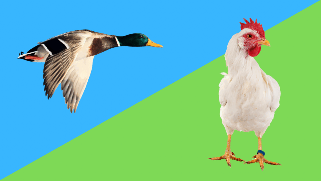 カモとニワトリ