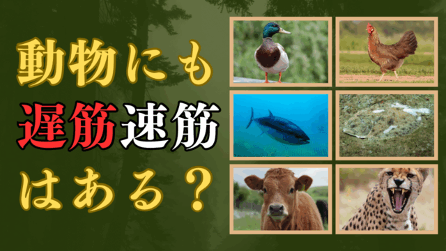 動物にも遅筋・速筋はある？ 〜筋肉から見た動物の生態と進化〜