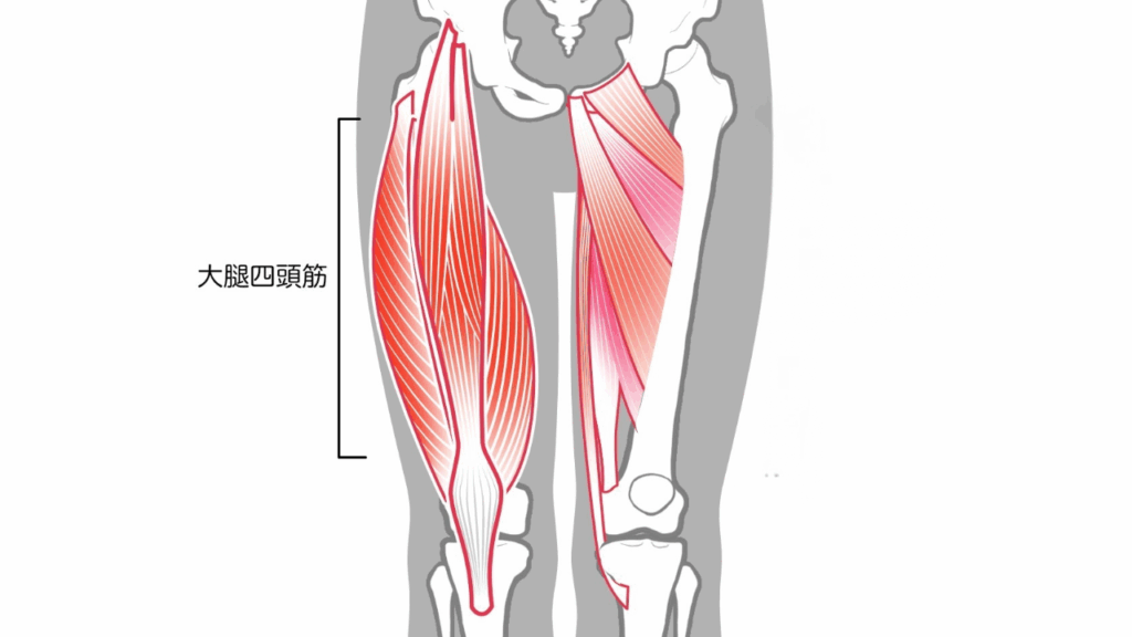 大腿四頭筋