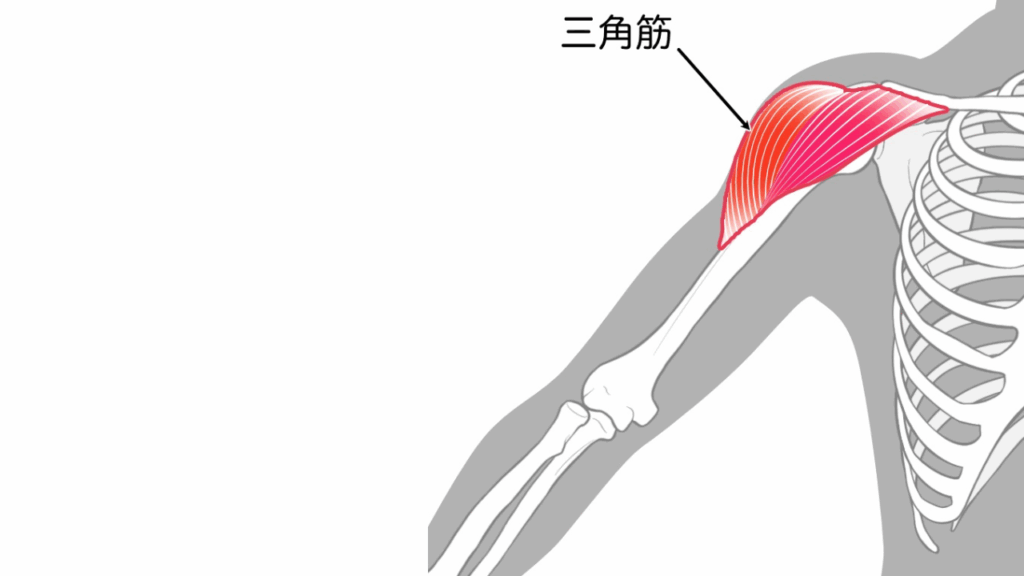 三角筋