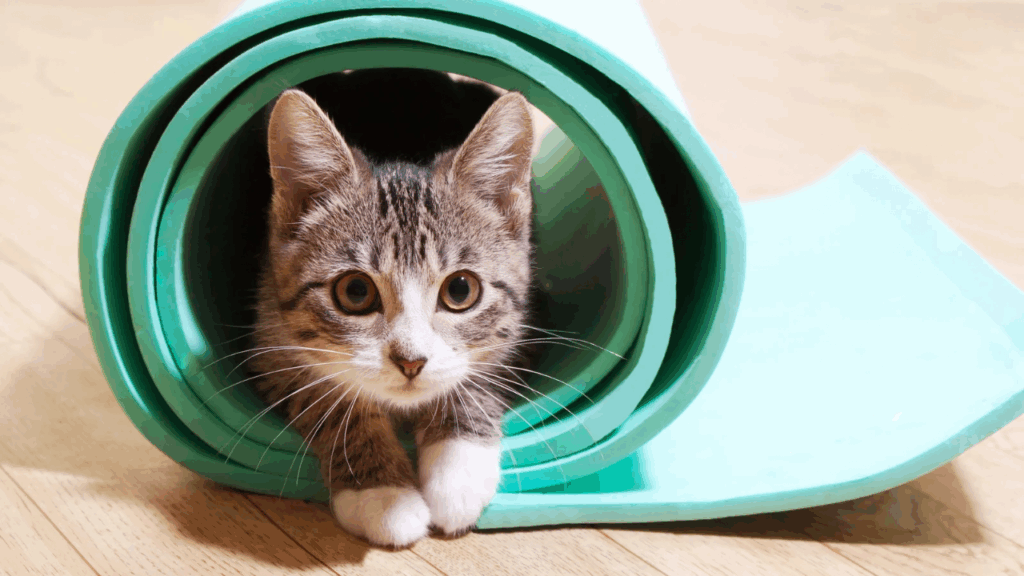 猫とマット
