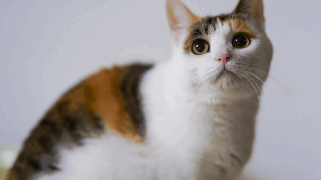 見つめる猫