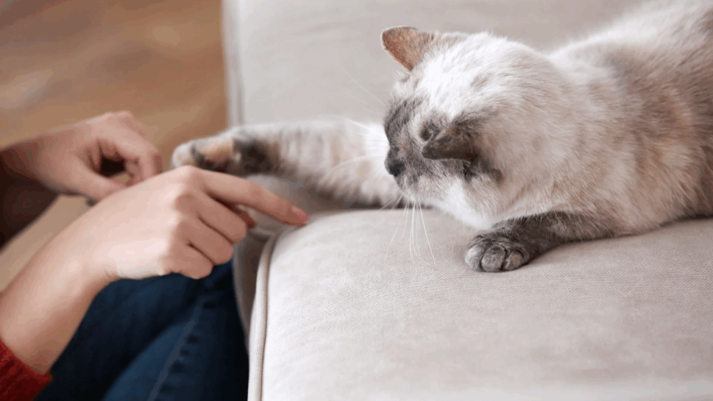 遊ぶ猫