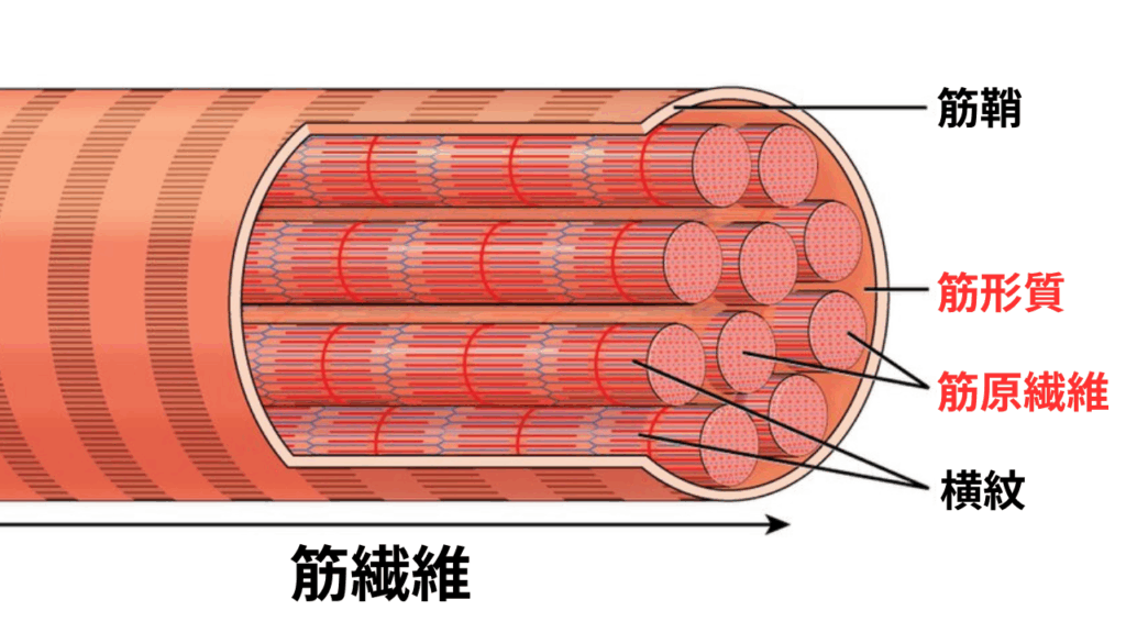 筋繊維