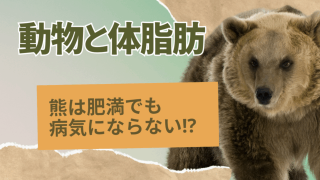 動物と体脂肪：クマは肥満でも病気にならない！？