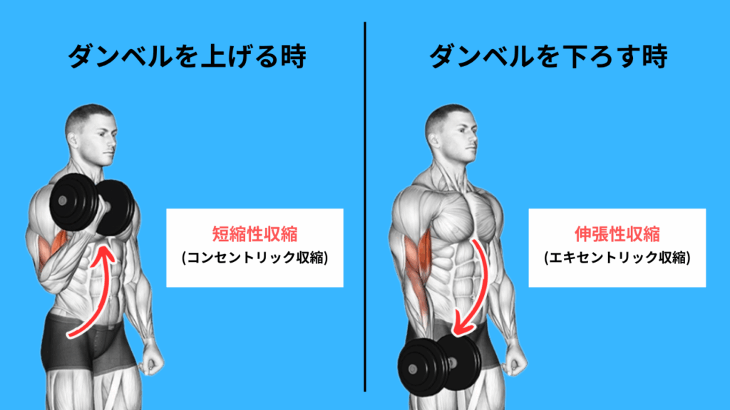 ダンベルカール