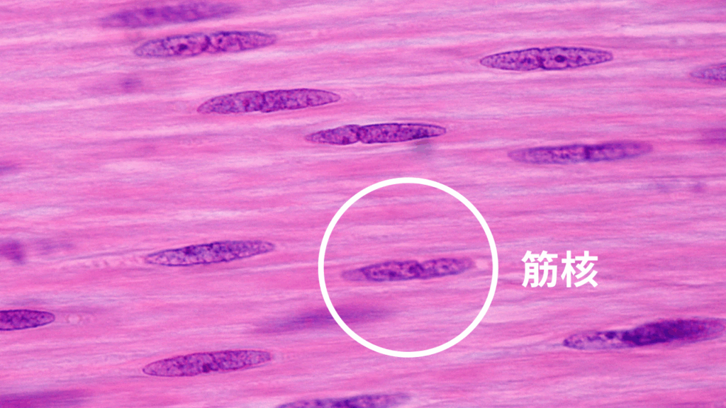 筋核