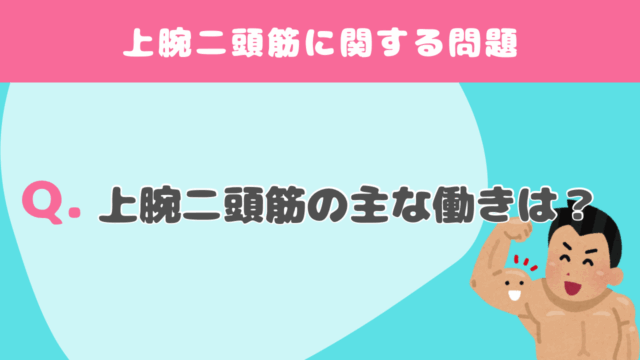 【クイズ】上腕二頭筋に関する問題