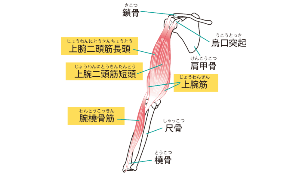 上腕の筋肉