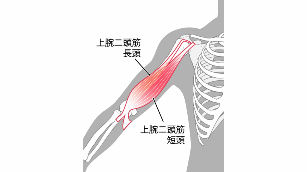 上腕二頭筋