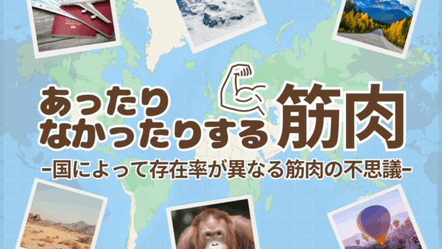 あったりなかったりする筋肉!?国によって存在率が異なる筋肉の不思議