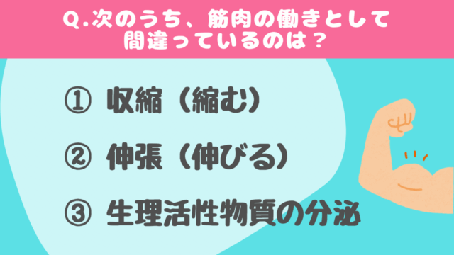 【クイズ】筋肉に関する問題#4