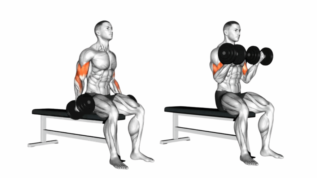 シーテッドダンベルカール