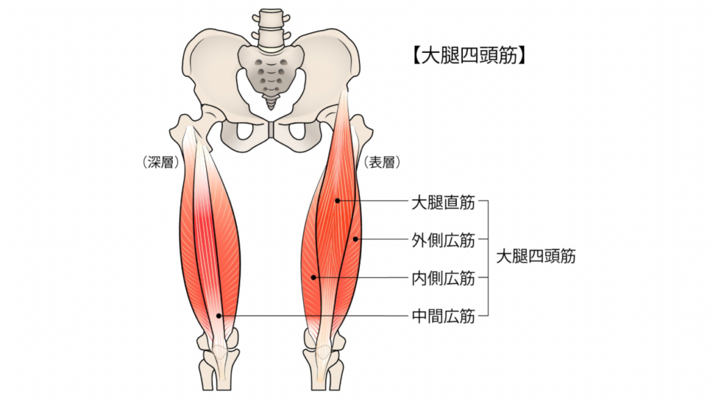 大腿四頭筋