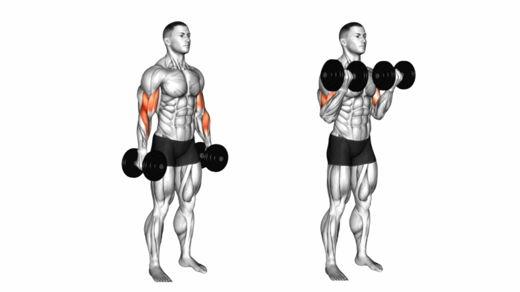 スピネイトダンベルカール