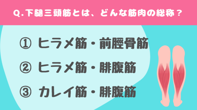 【クイズ】下腿三頭筋に関する問題