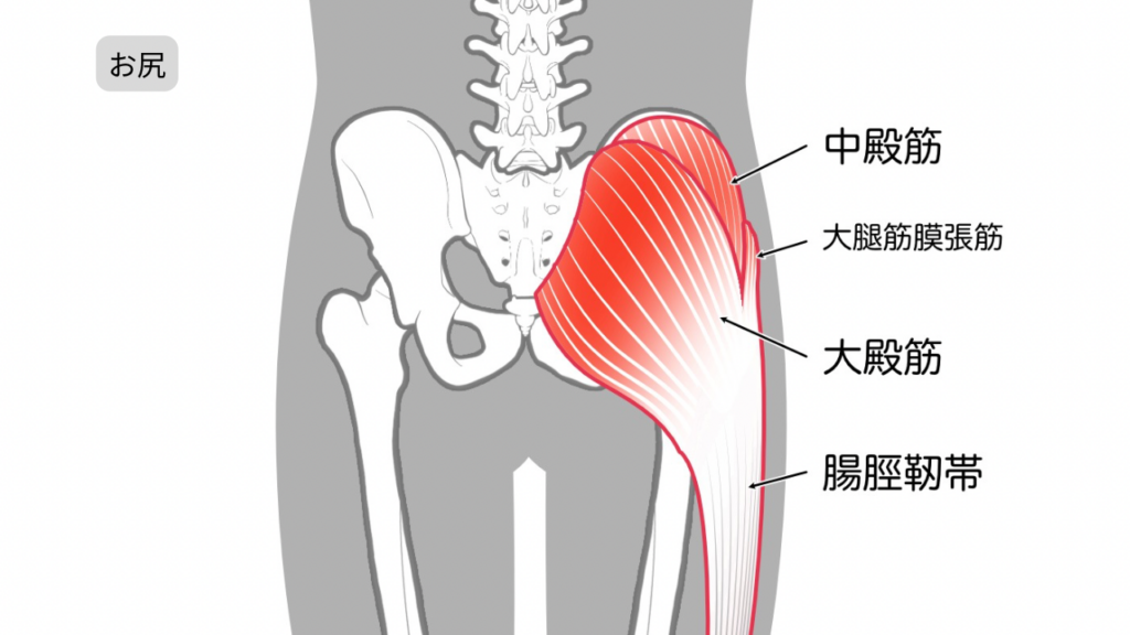 お尻の筋肉