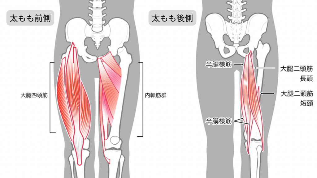 太ももの筋肉