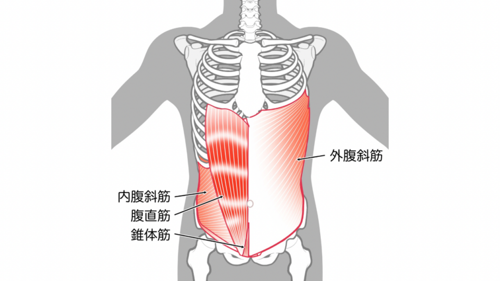 腹斜筋