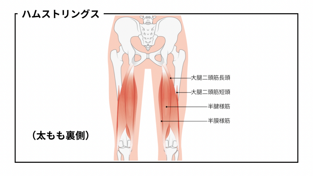 ハムストリングス