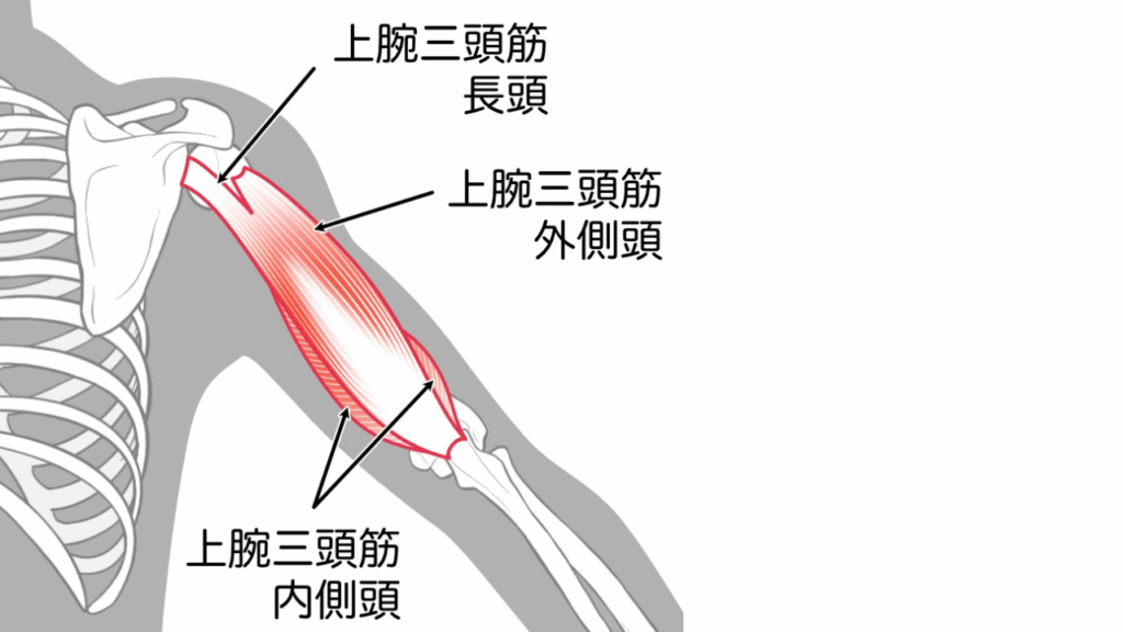 上腕三頭筋