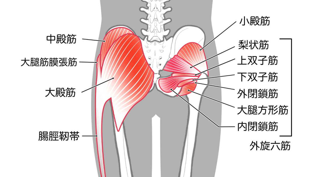 お尻の筋肉