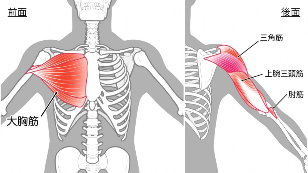 大胸筋