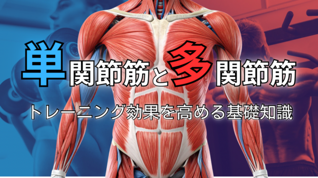 単関節筋と多関節筋｜トレーニング効果を高める基礎知識