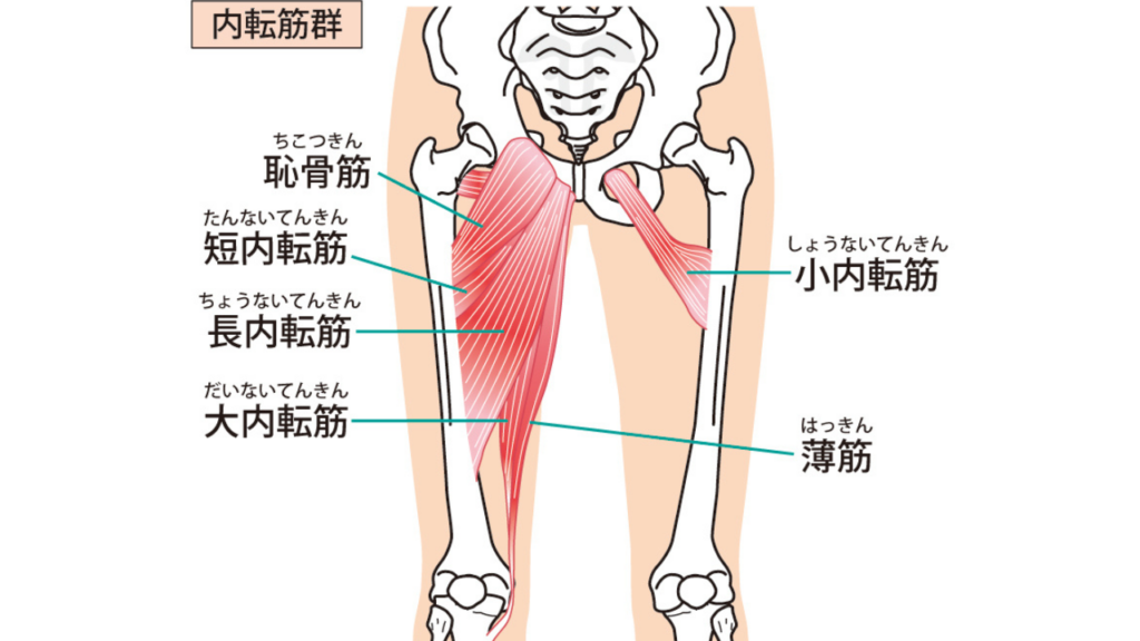内転筋群