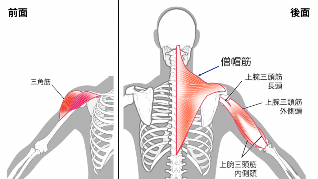 肩の筋肉