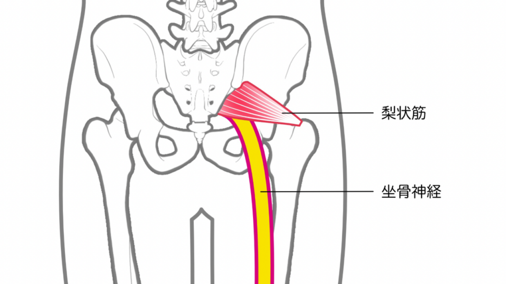 坐骨神経