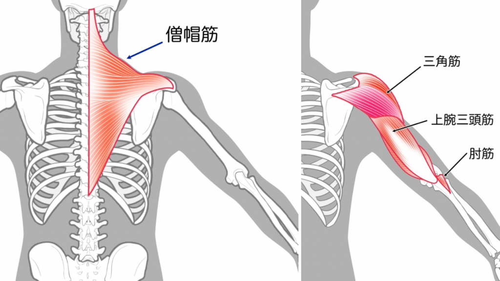 三角筋