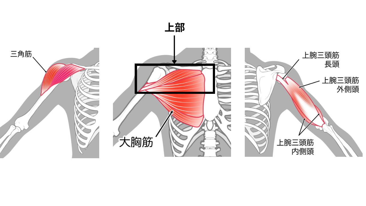 大胸筋上部