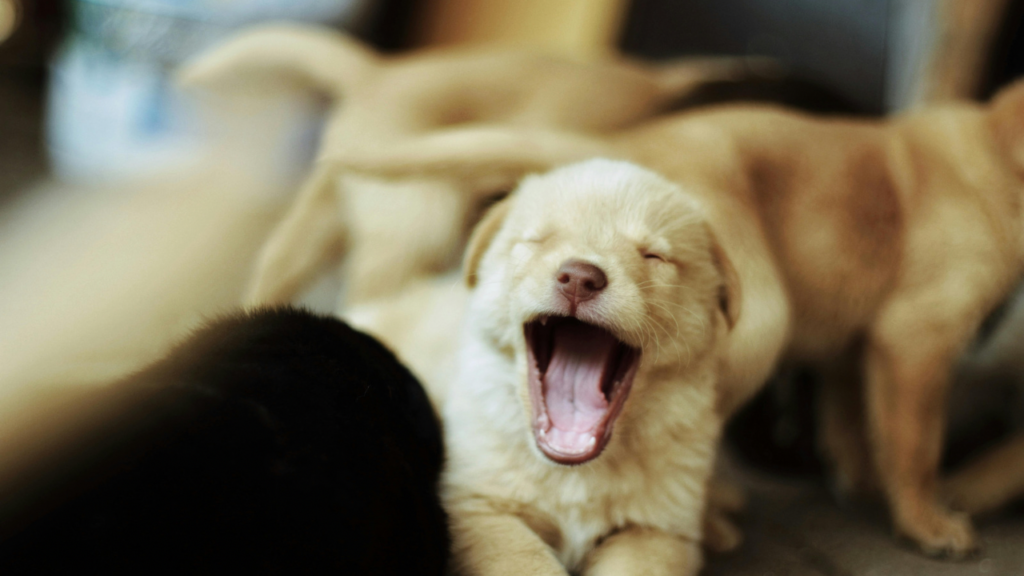 あくびをする犬