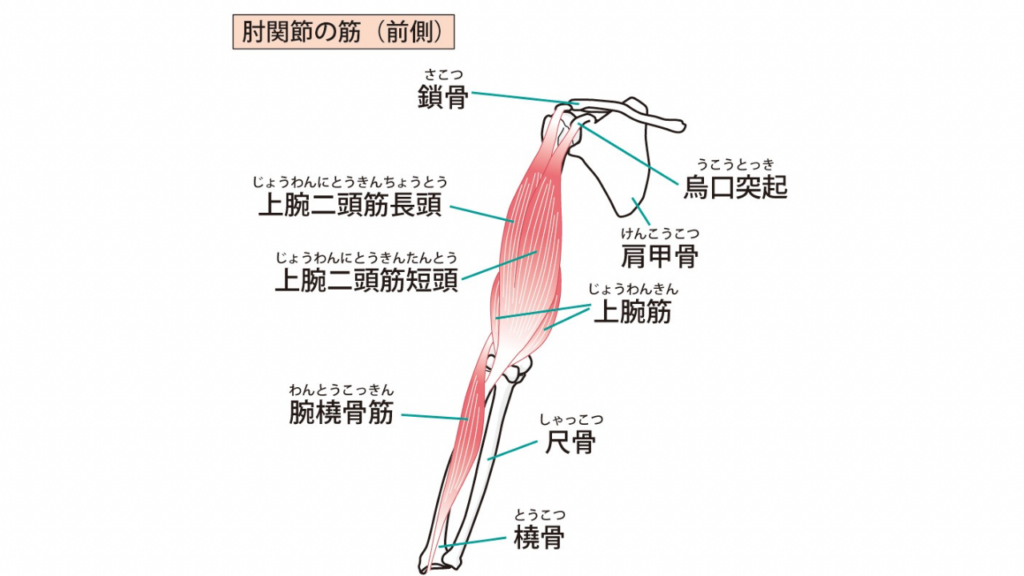 上腕二頭筋
