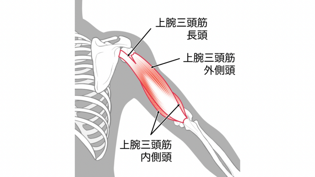 上腕三頭筋