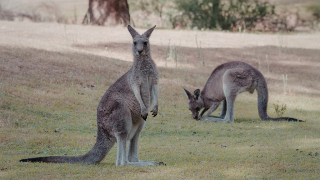 草を食べるカンガルー