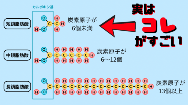 【トレーニー必見】腸内環境と健康を支える「短鎖脂肪酸」