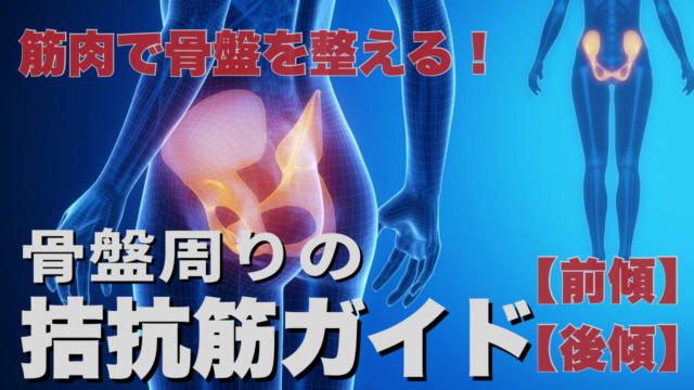 筋肉で骨盤を整える！骨盤周りの拮抗筋（きっこうきん）ガイド【前傾／後傾】