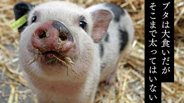 ブタは大食いだがそこまで太ってはいない