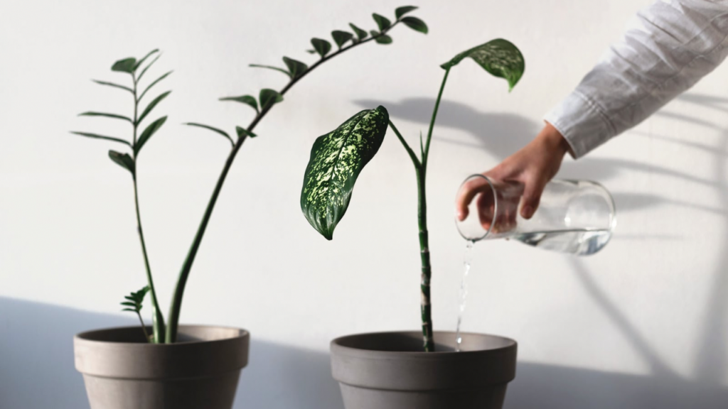 観葉植物