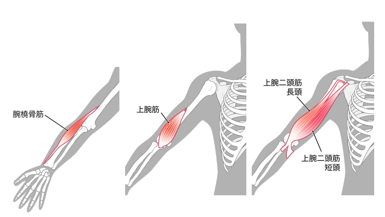 上腕二頭筋