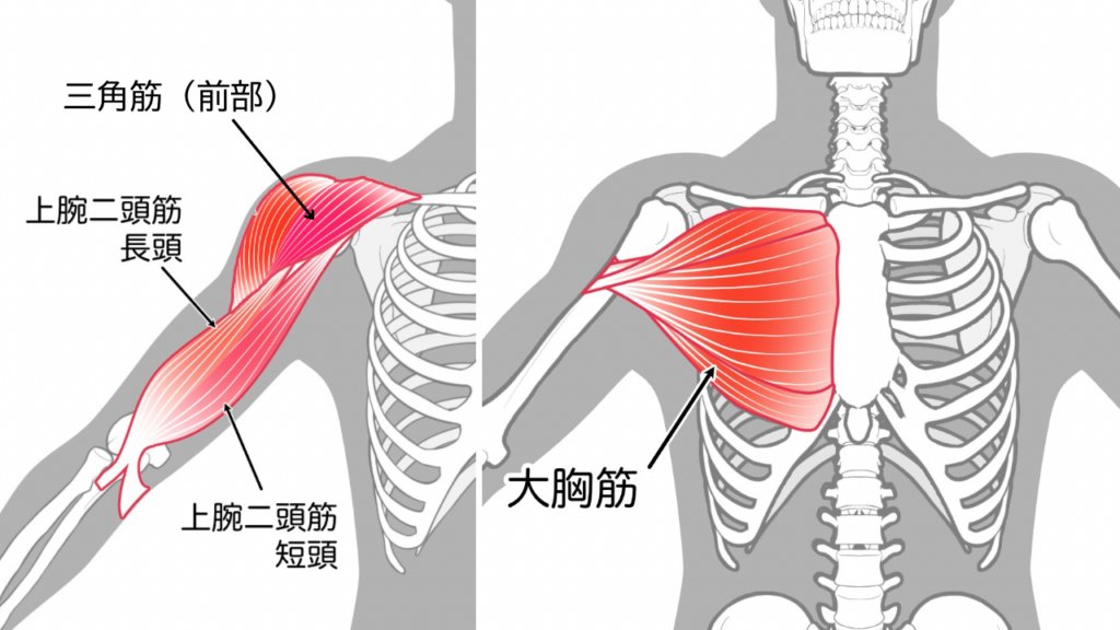 大胸筋