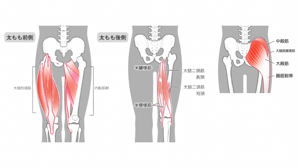 大臀筋