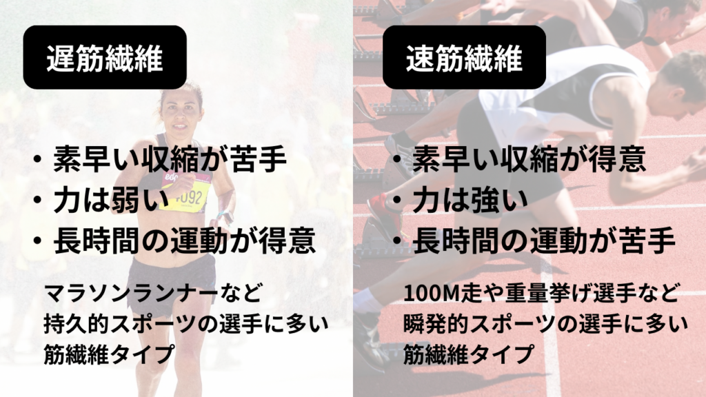 遅筋と速筋