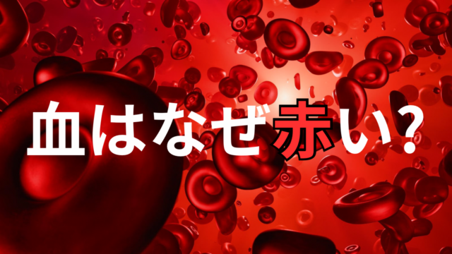 【からだの科学】血はなぜ赤い？
